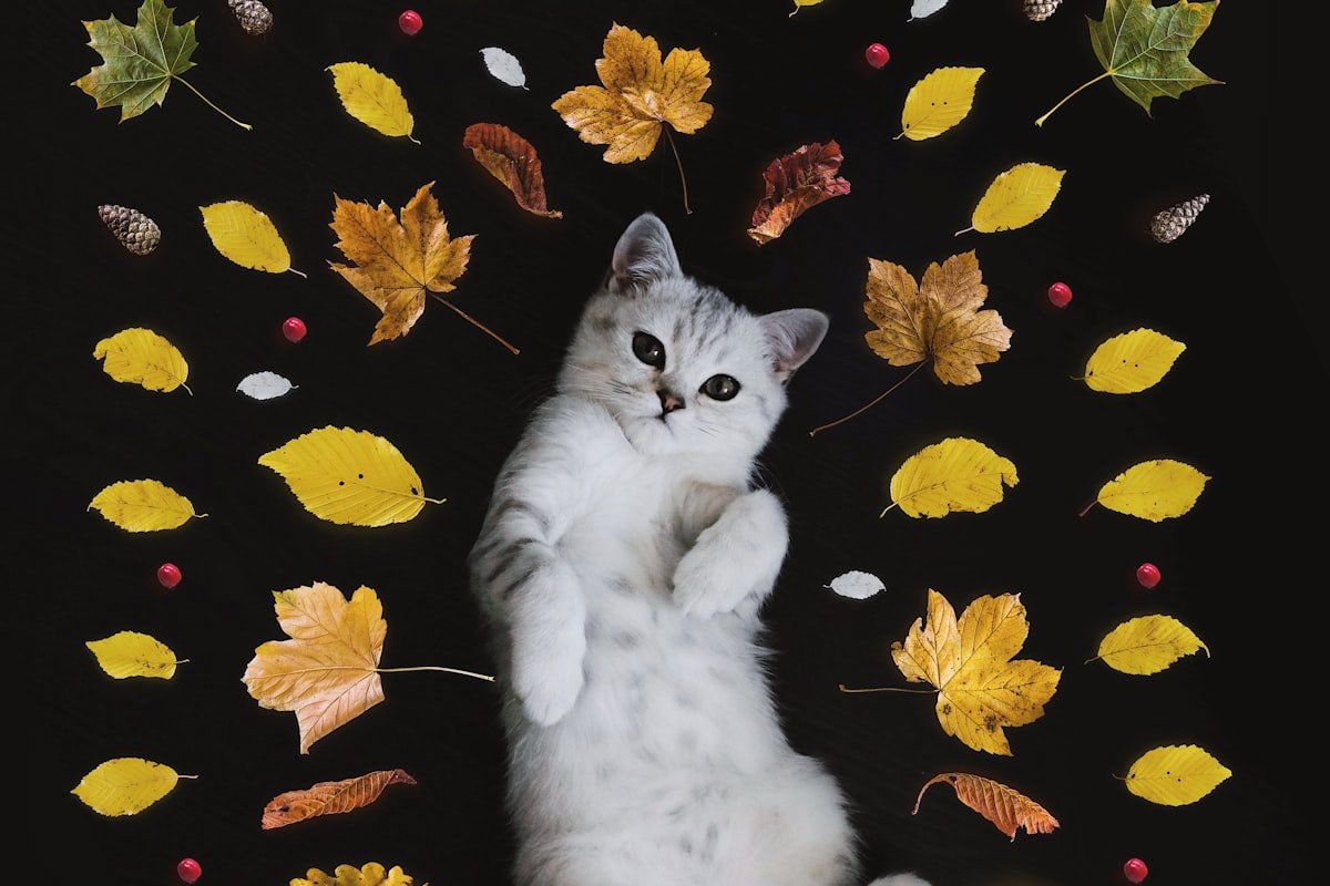 Royal Caribbean — Punta del Este e Montevidéu